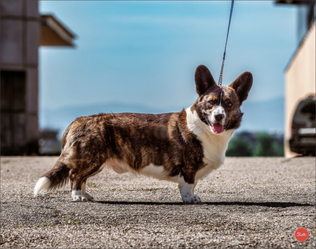 Les Welsh Corgi Cardigan de l'affixe Du Gélétan