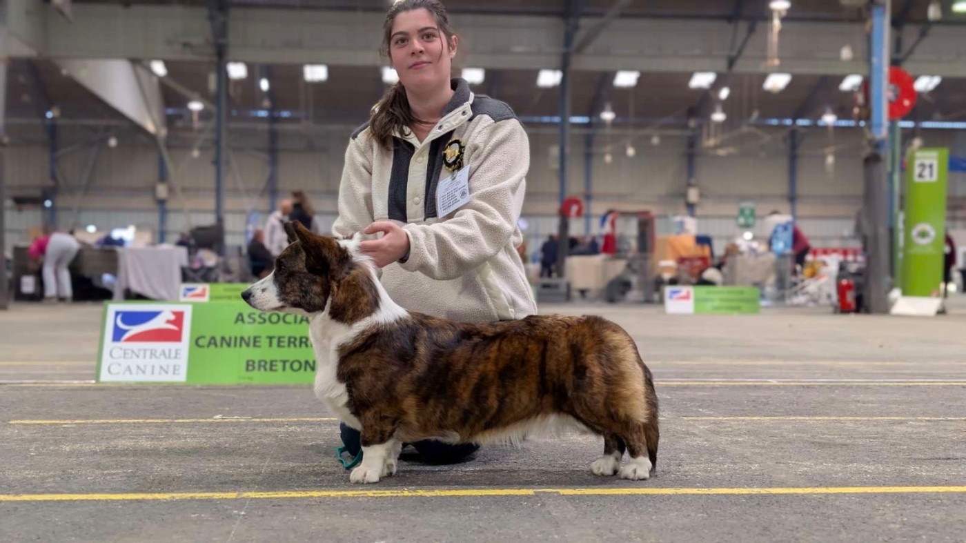 Mia vom galbhausdog